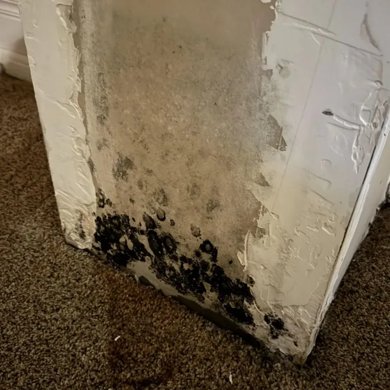 Professional Mold Removal in Krugerville, TX